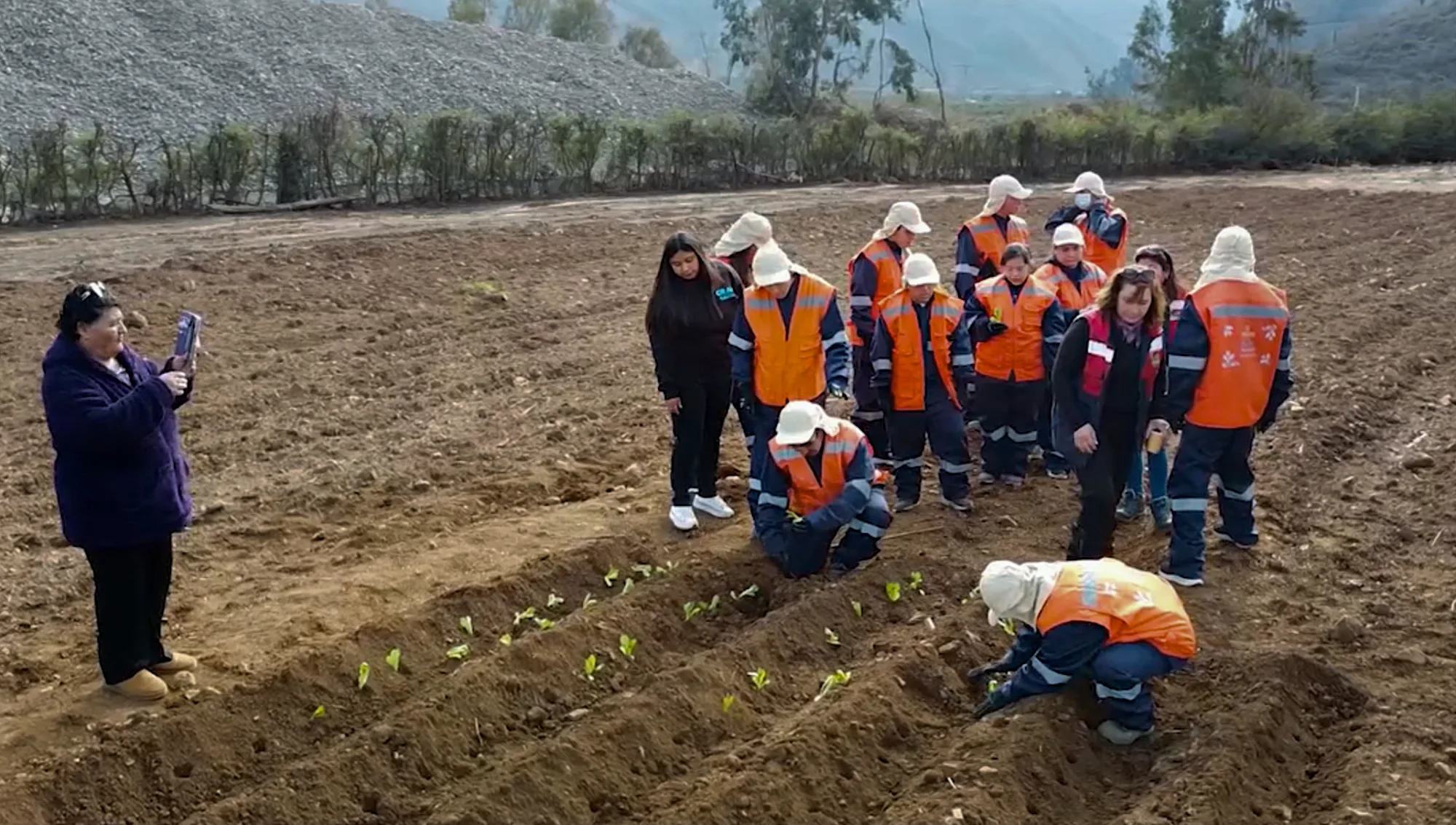 Trabajadores plantando cultivos en campo agrícola rural