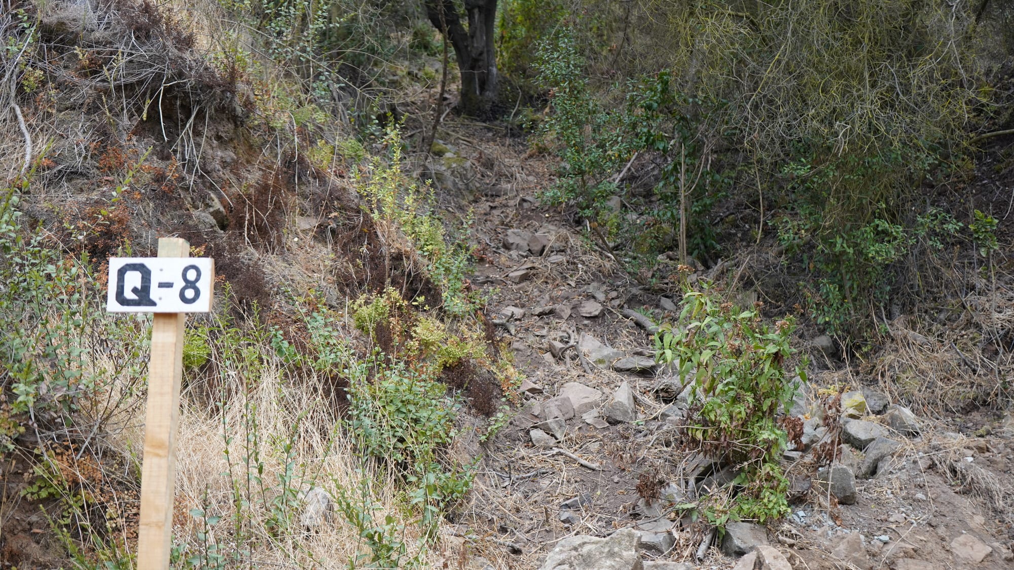 Sendero rocoso con señal Q-8 en bosque