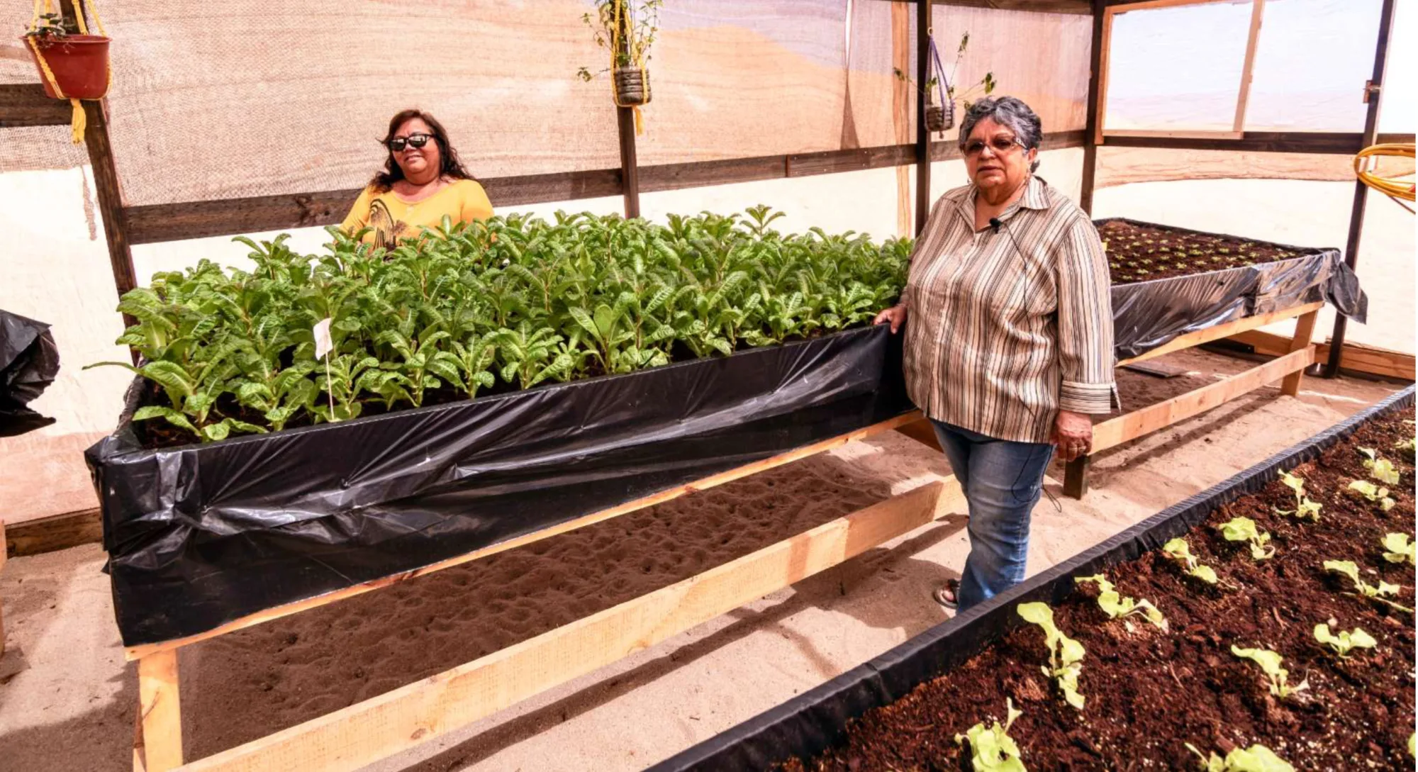 Dos mujeres en invernadero con cultivos elevados