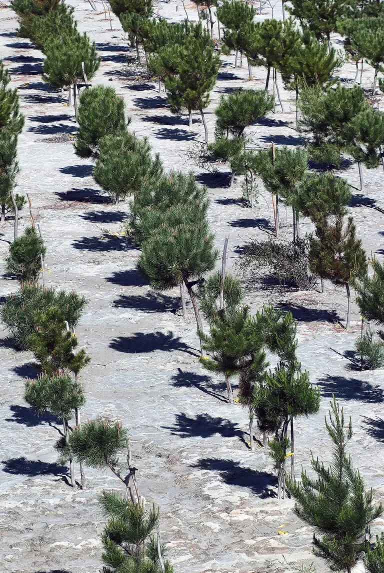 Jóvenes pinos plantados en terreno arenoso