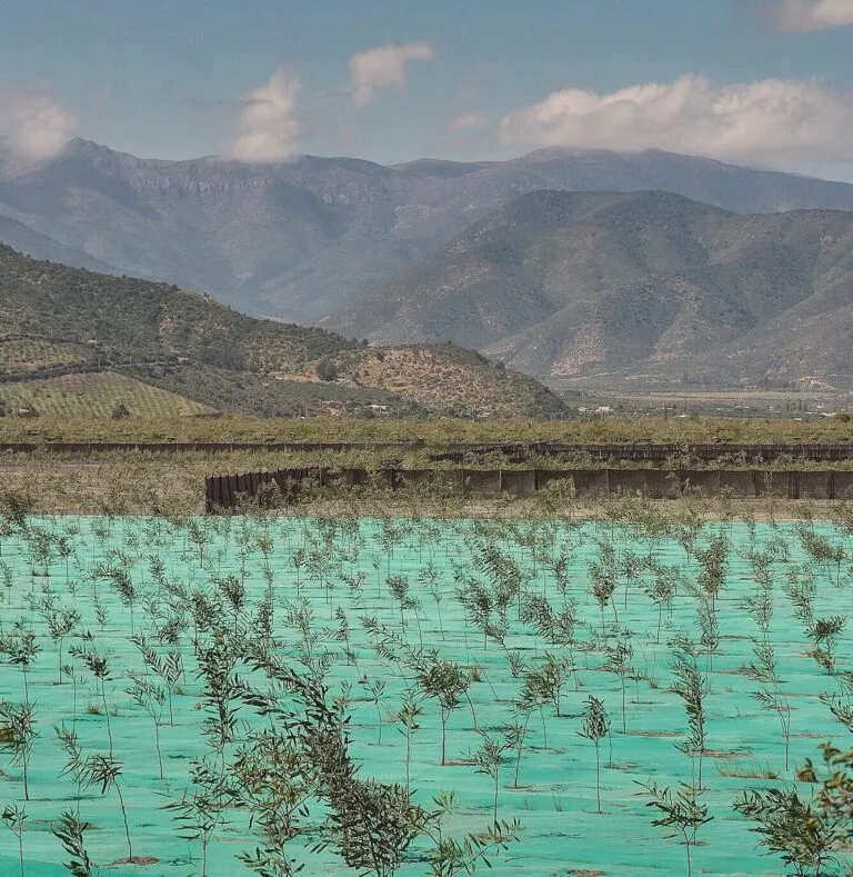 Campo agrícola con malla verde y montañas