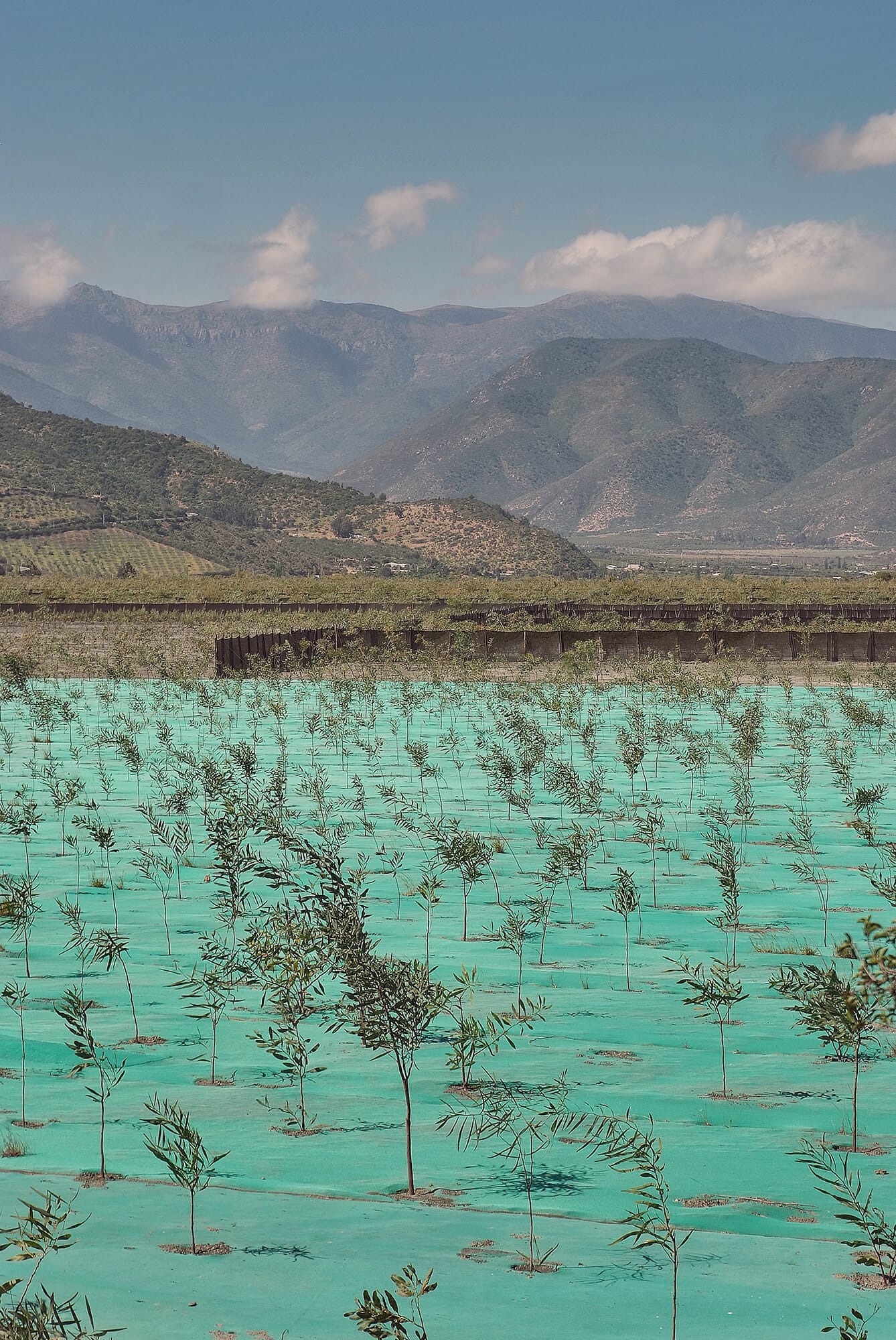 Plantación de árboles jóvenes con montañas al fondo