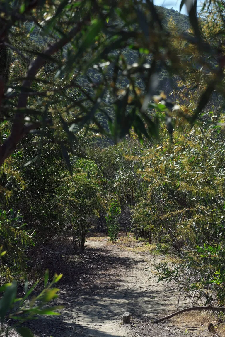 Sendero de tierra entre vegetación frondosa