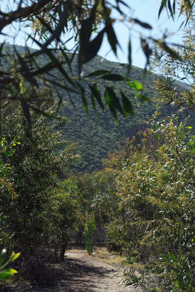 Sendero entre árboles con colinas verdes al fondo