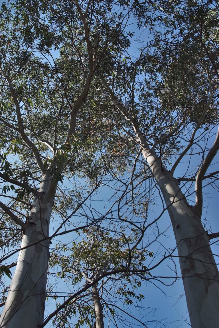 Altos eucaliptos vistos desde abajo contra cielo azul