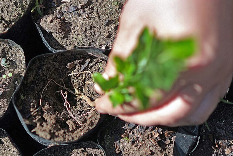 Mano sosteniendo una pequeña planta verde