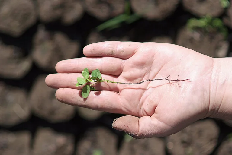 Mano sosteniendo una pequeña plántula con raíces