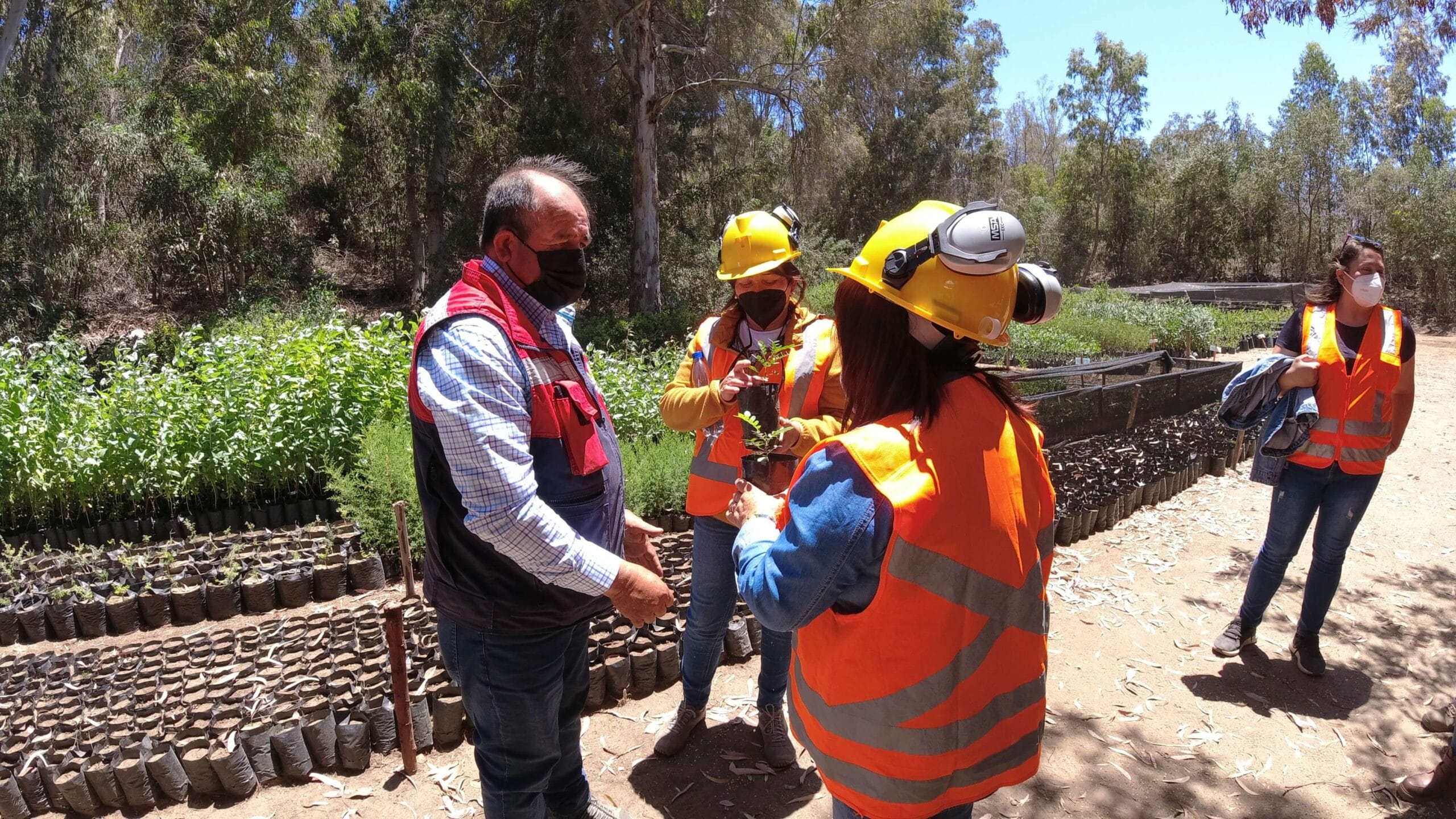 Trabajadores con cascos inspeccionan plantas en vivero forestal