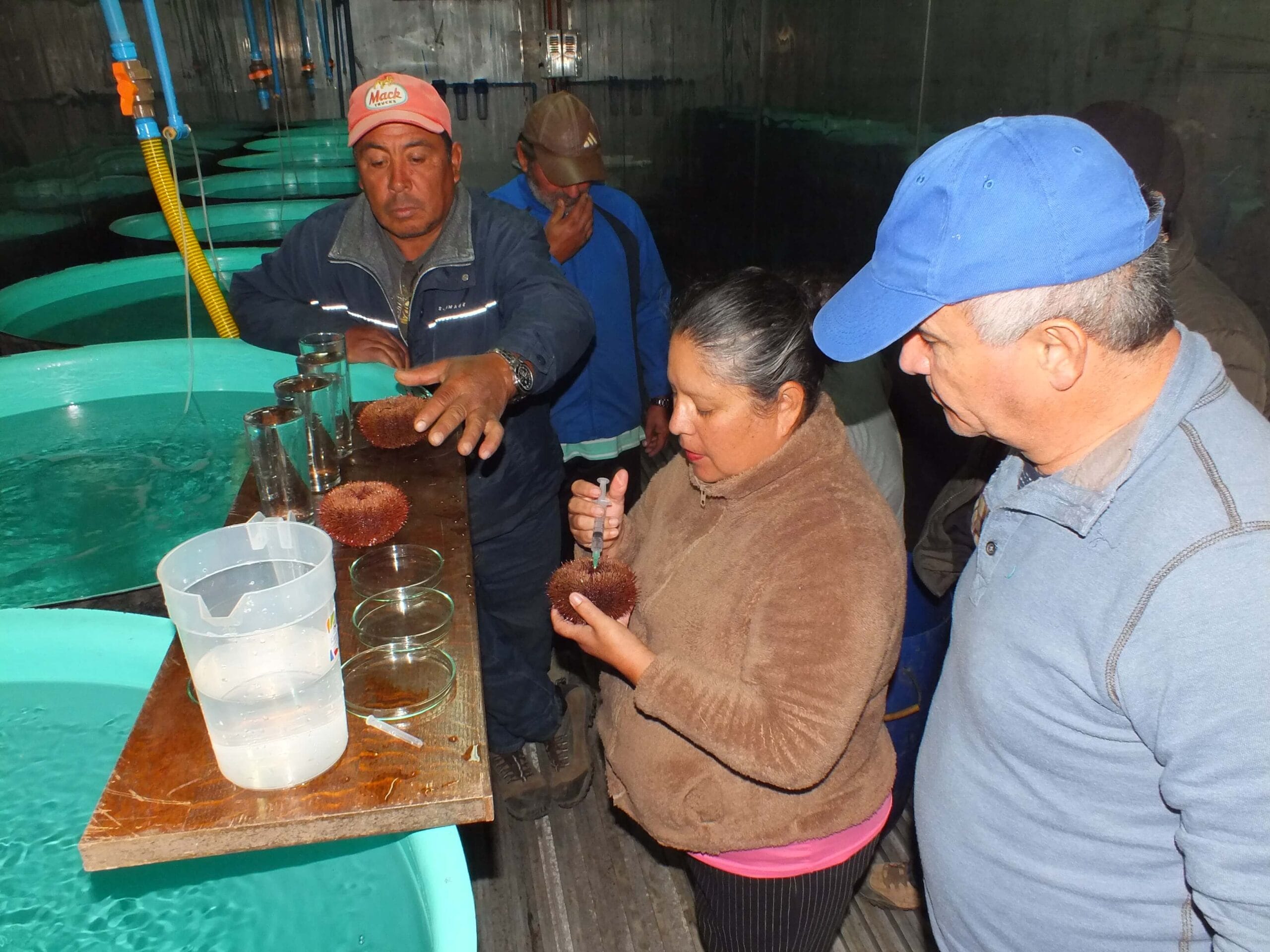 Personas manipulando erizos en criadero acuícola