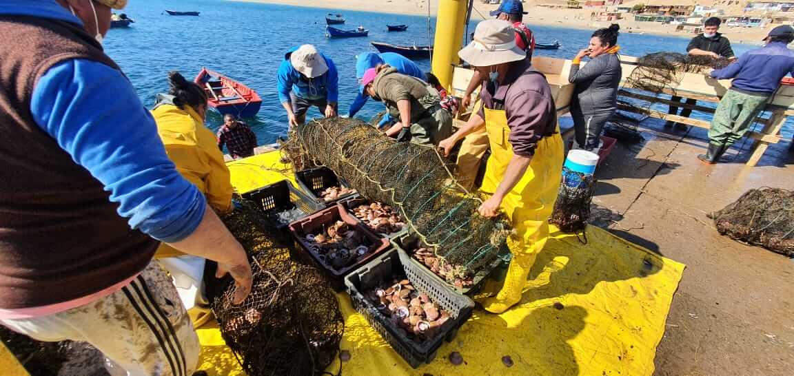 Mariscadores clasificando capturas en el muelle